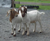 Yay for goats