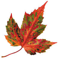 Fall make-over season