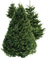 Things I love today: Christmas tree farms