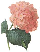 Flower of the week: Hydrangea