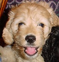 Things I love today: Rainbow Park puppies!