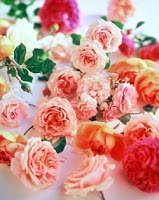 Things I Love Today: Rose Story Farm