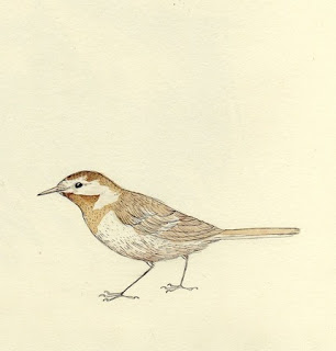 Inspired: Tea Bird