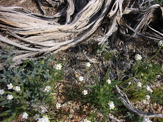 Wildflowers