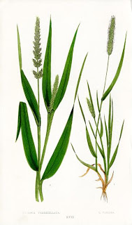 Inspired: Grasses