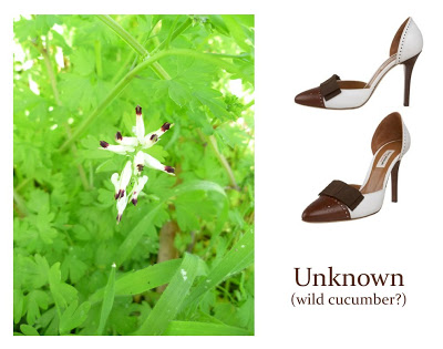 Flower Week: White and Brown