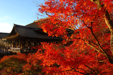 Tips: Kyoto