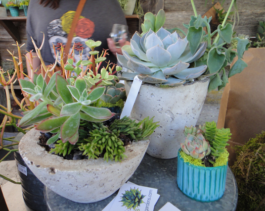 Craft Project: Cement Planters