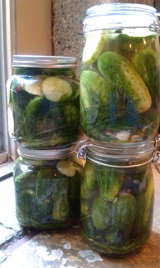 Recipe: Refrigerator Dill Pickles