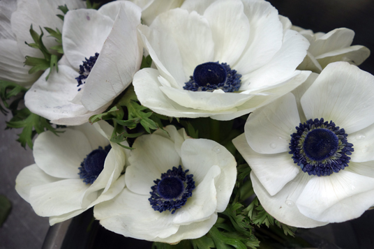 Inspired: Anenomes