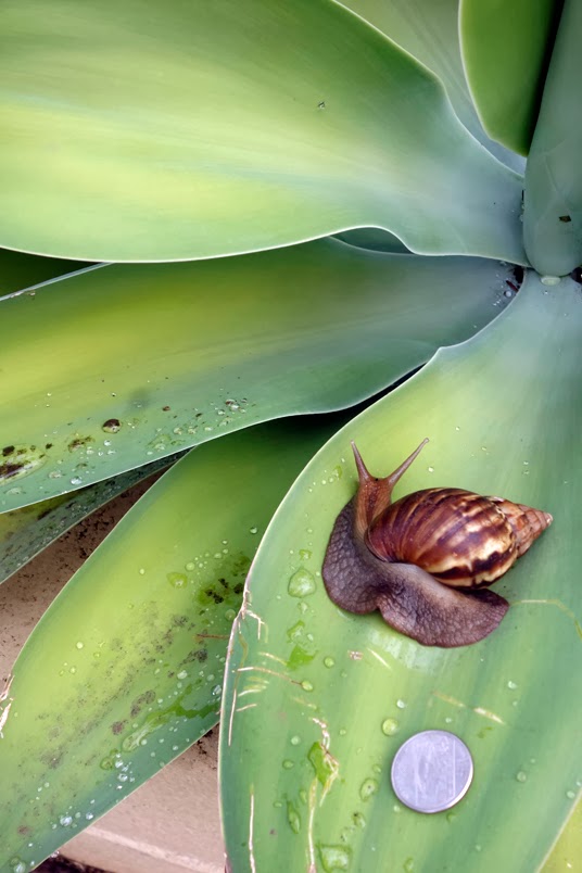 Hawaii: A Word About the Snails