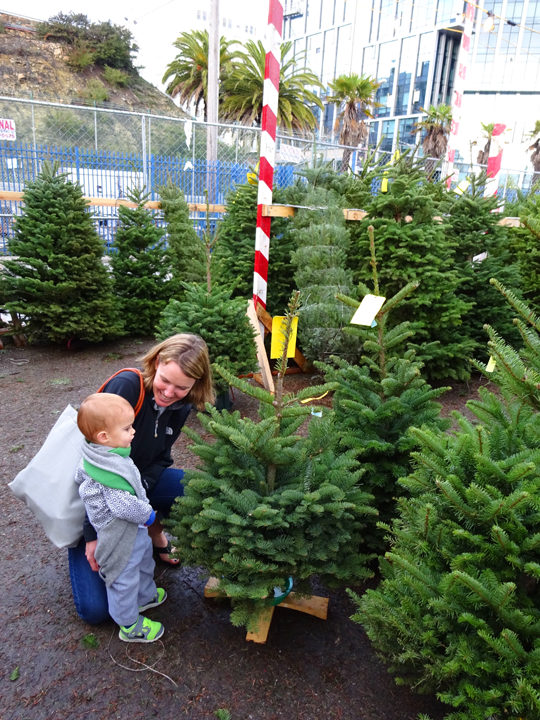 How to Get a Christmas Tree in San Francisco