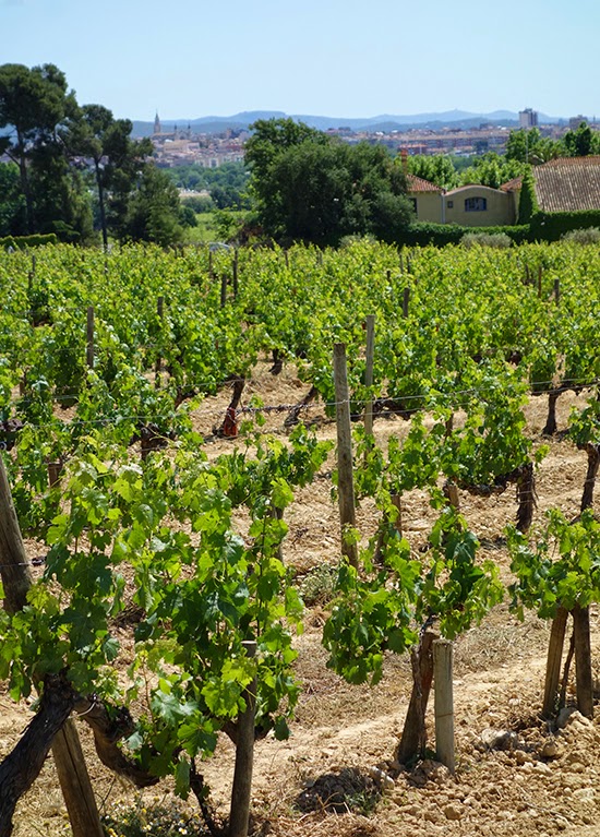 Eating, Biking and Wine Tasting in Penedès, Spain