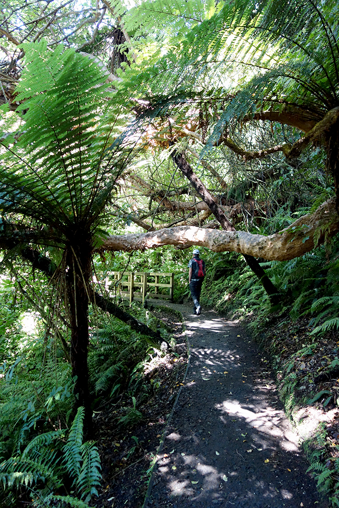 Stewart Island Ferns