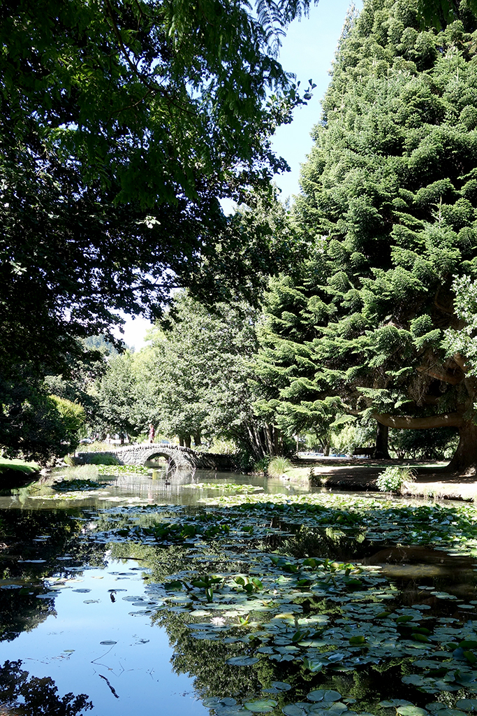 Lily pond in New Zealand