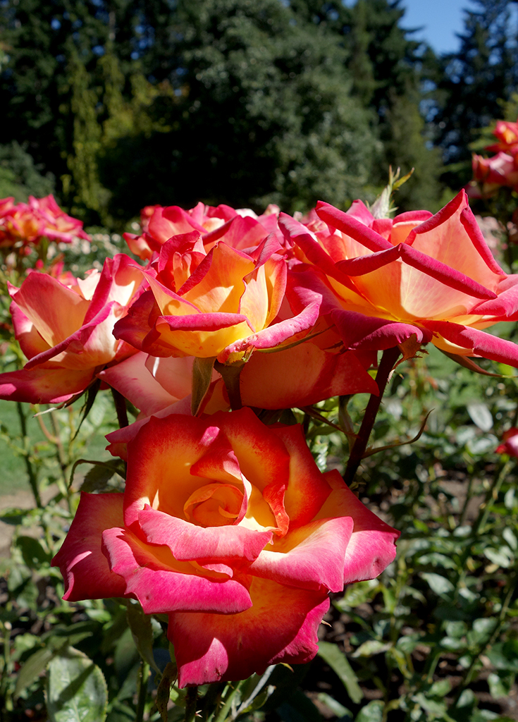 Queenstown Roses