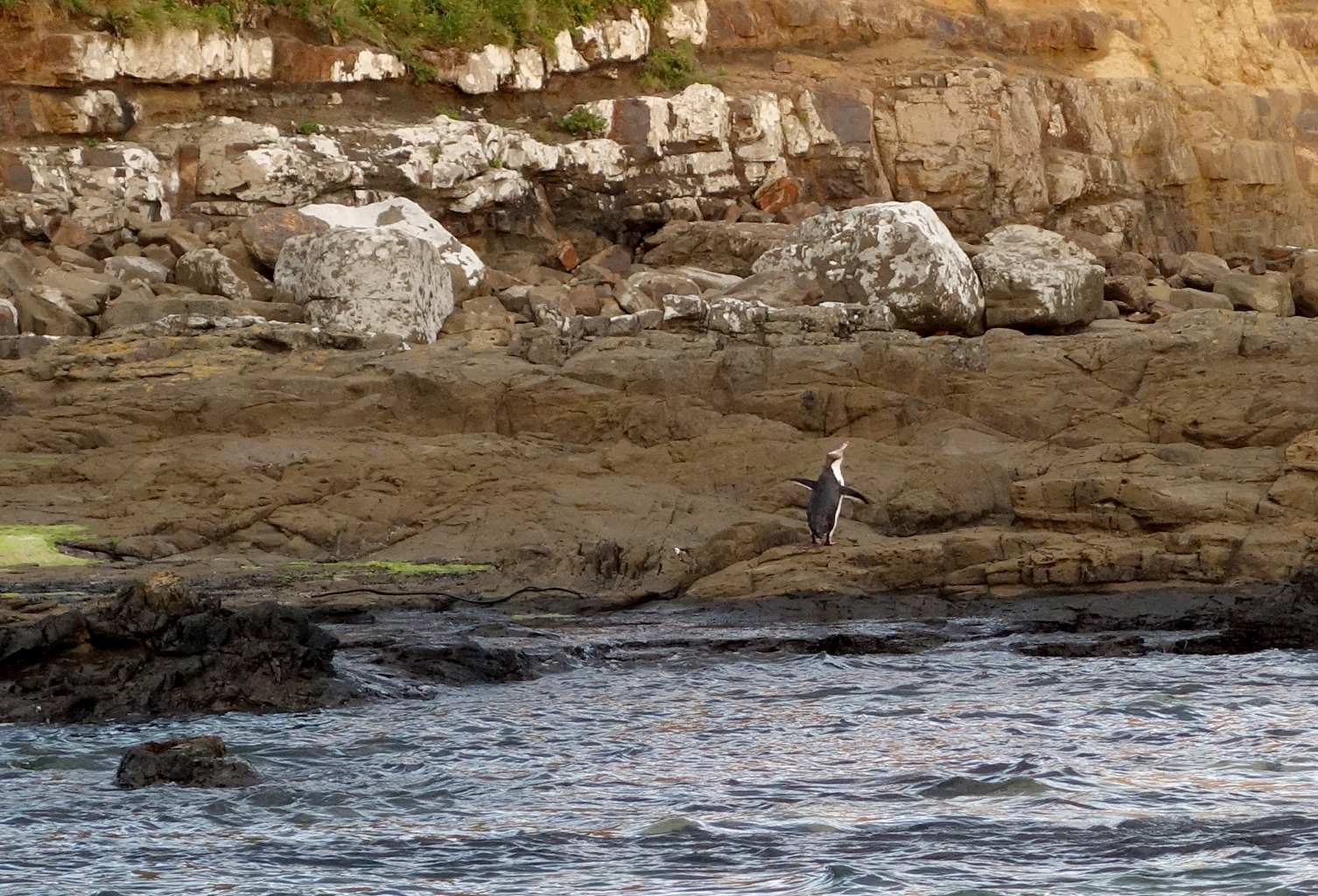 Penguin Spotting in Curio Bay, Catlins, New Zealand